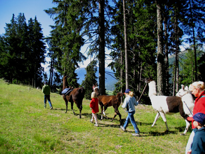 Lamatrekking in den Wäldern St. Valentins