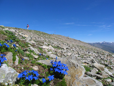 La cima 11