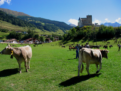 Pascola sotto il castello Monte Nauders
